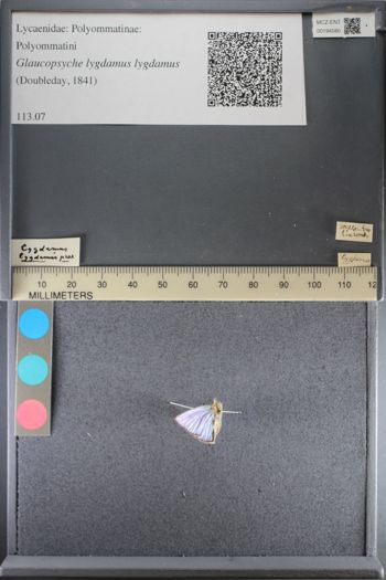 Media type: image;   Entomology 194580